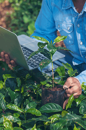 a man inspecting crops and on his laptop